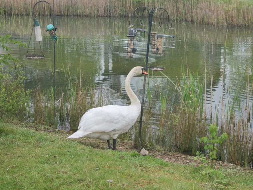 Wildlife on your doorstep | Chestnut Lodge, Somerford Keynes