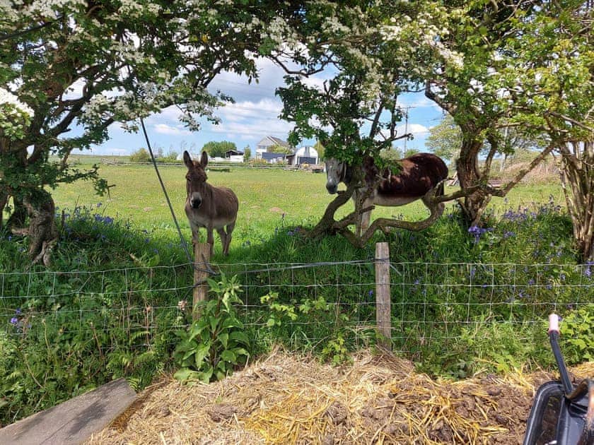 Surrounding area | Spyte Cottage, Swansea