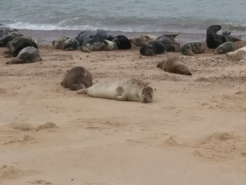 Seals at Horsey | Hill Crest, Mundesley, near Cromer