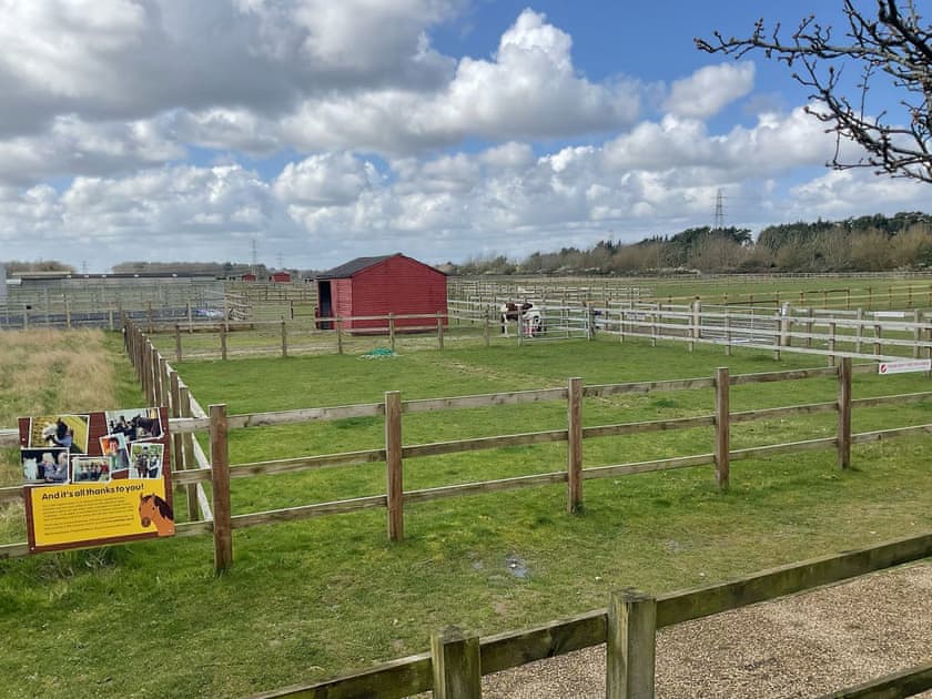 Garden and grounds | Pine View, Fritton, near Great Yarmouth