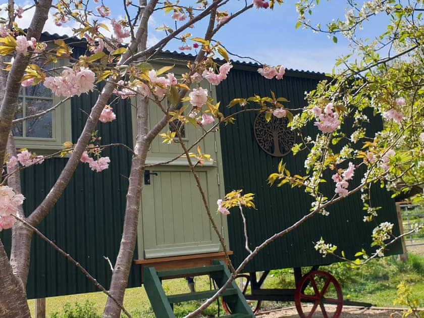 Exterior | Dorset Alpaca Shepherd’s Hut, Dorchester
