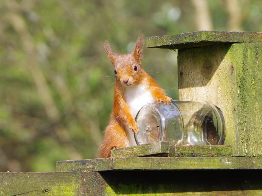 Red Squirrel  | Ard Darach Lodge, Dunoon