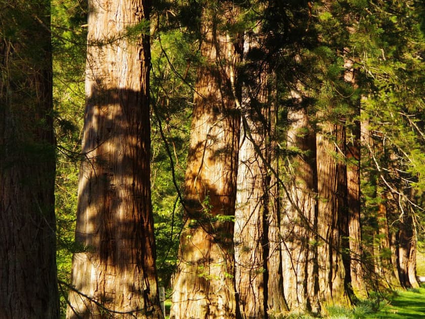 Redwoods at Benmore Botanic Garden  | Ard Darach Lodge, Dunoon