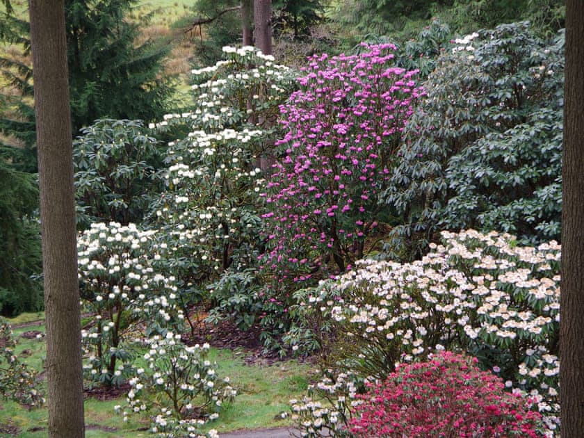 Rhododendrons at Benmore Botanic Garden  | Ard Darach Lodge, Dunoon