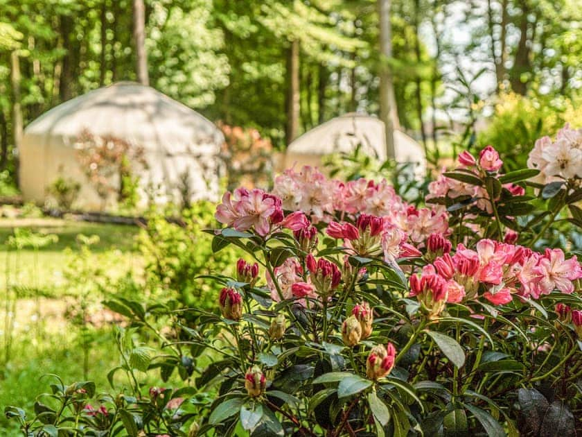 Larch - Gingerbread Yurts, Dereham