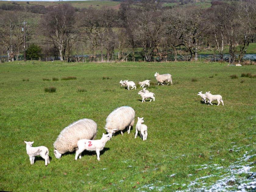Cledan Cabin - Cwmllwyd Getaways, Newtown