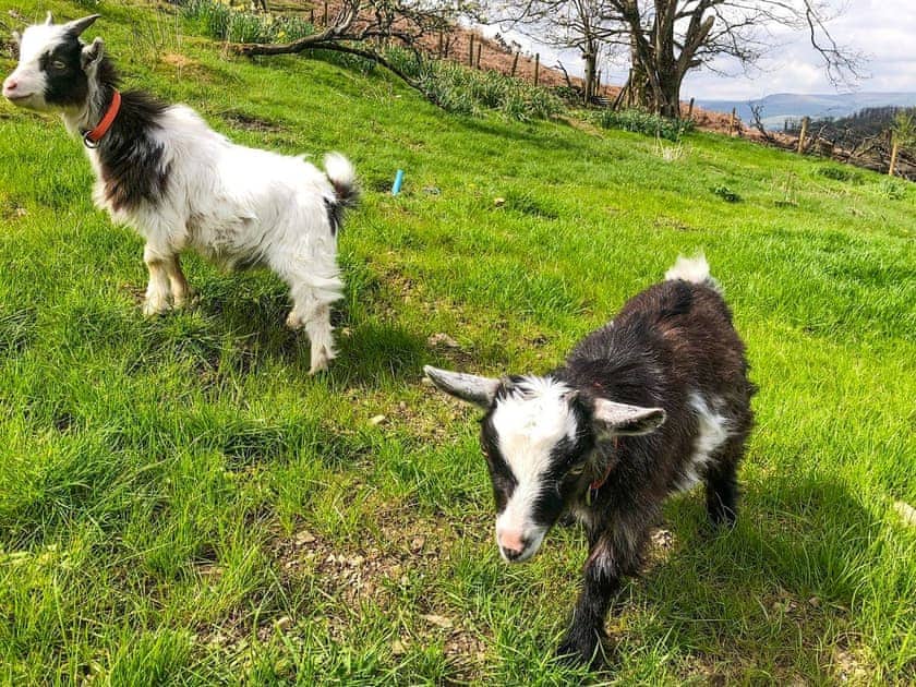 Edith and Lester, neighbouring Pygmy goats  | Middle Hanter - Acre Luxury Lodges, Stanner, near Kington