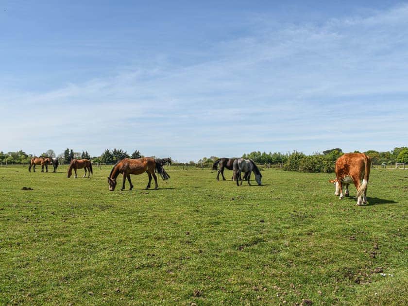 Surrounding area | Farriers, Bransgore