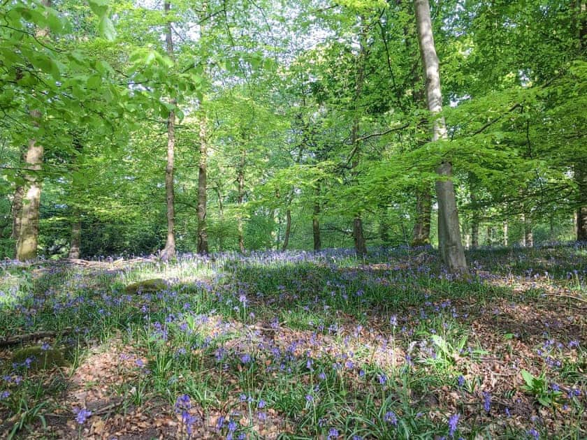 Local woodland | Appletree Barn, Blakeney