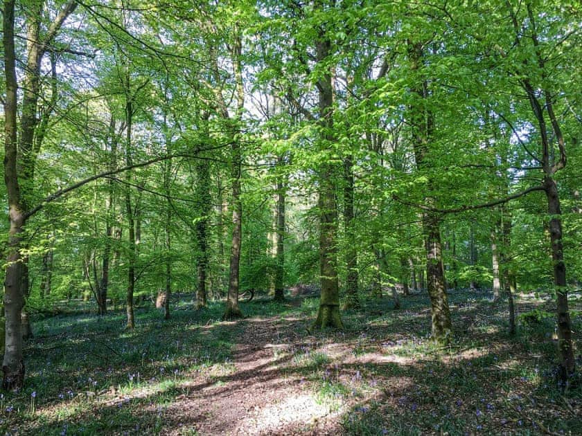 Woodland walk | Appletree Barn, Blakeney