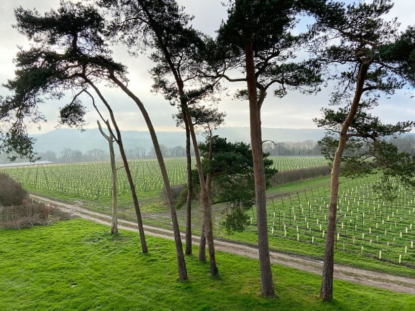 Setting | Vineyard View - Otium Wine Estate, Alton