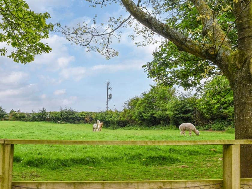 Garden and grounds | Birch Lodge - Dale Garth Lodges, Mascalles, near Ulverston