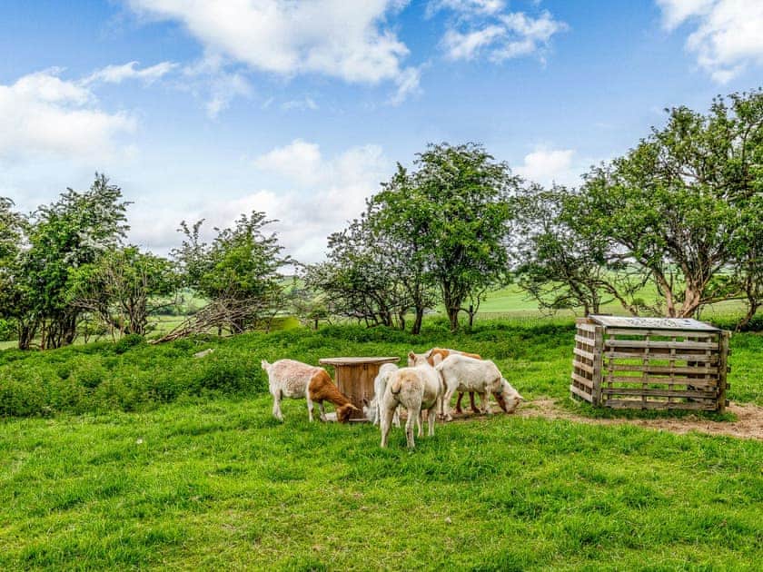 Garden and grounds | Foxglove - Meadows Huts, Parwich, near Ashbourne