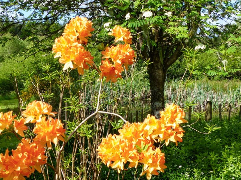 Garden | Bo Nan Taigh Cottage, Aberfoyle