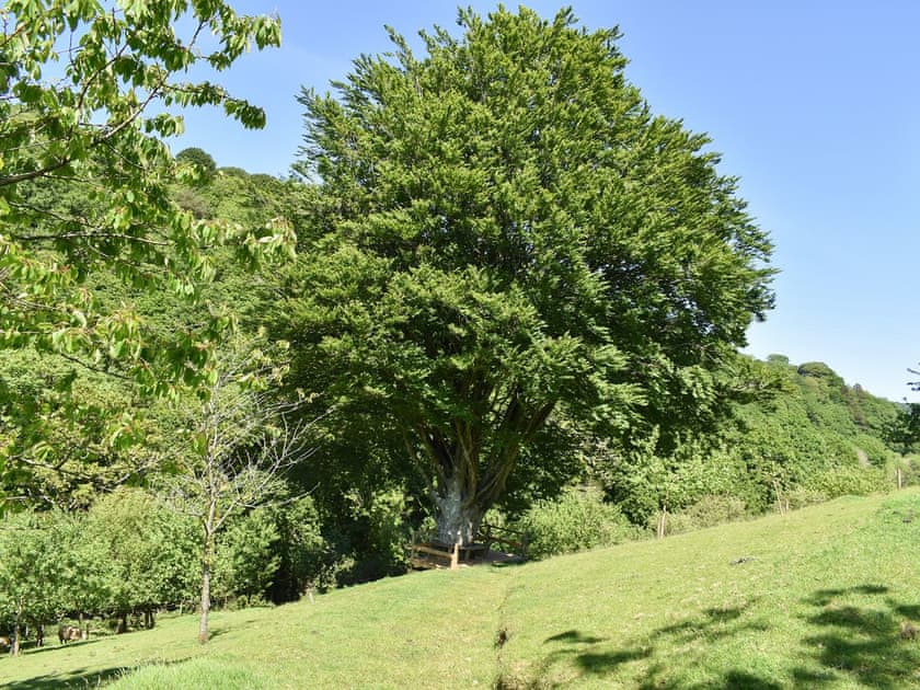 Garden and grounds | Woodland Retreat, Polbrock, Washaway