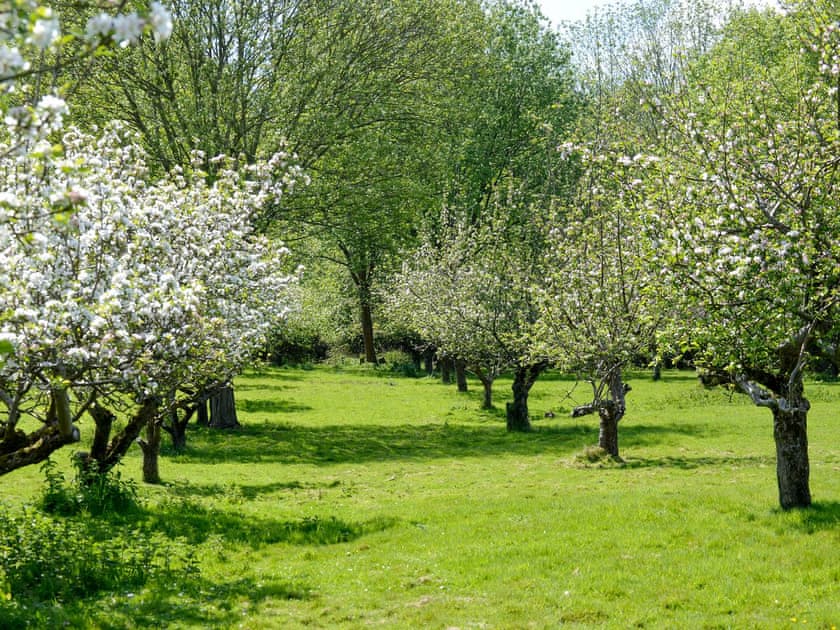 Orchard in blossom  | Deer Cottage 1, Deer Cottage 2 - Deer Cottages, Biddenden