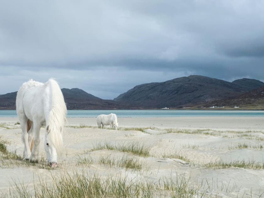 Eriskay ponies | Dalvista Cottage, Loch Leurbost, near Stornoway, Isle of Lewis