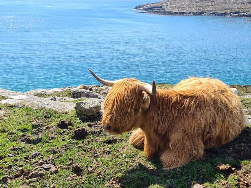 Highland cows | Dalvista Cottage, Loch Leurbost, near Stornoway, Isle of Lewis