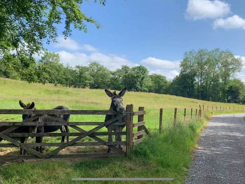 Surrounding area | Cadno - Glanyrafon Lodges, Cwrt Newydd, near Llandysul