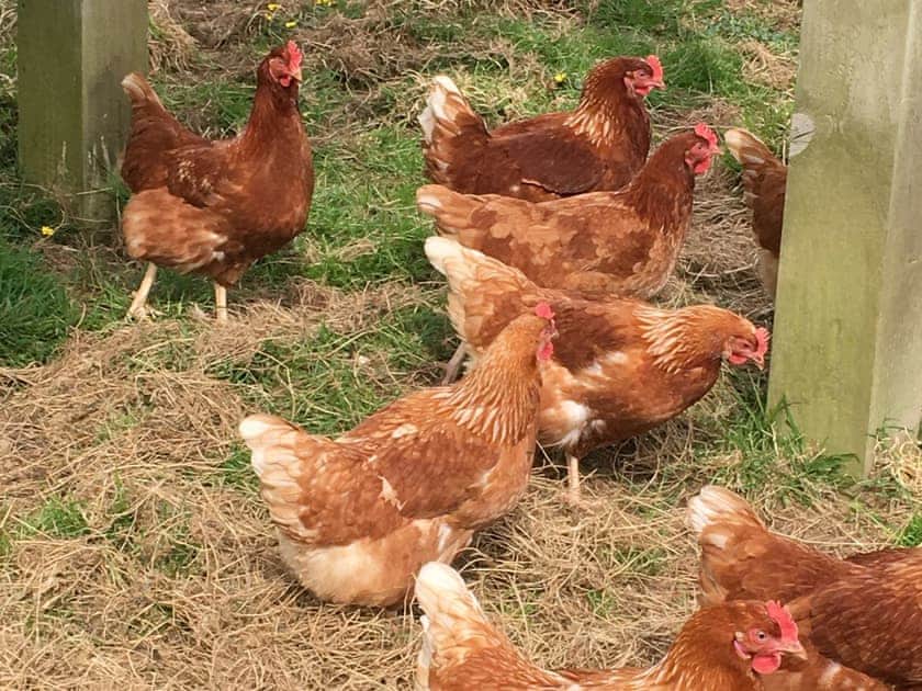 Meet the chickens in the neighbouring field | Rivendell Glamping Pod - Well Farm Holiday Cottages, Holsworthy, near Launceston