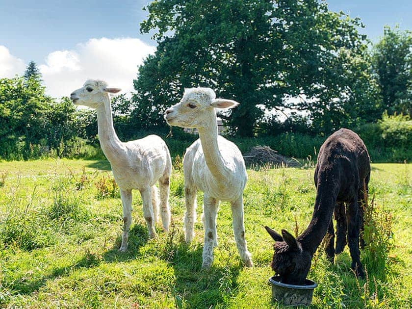 Garden and grounds | Berehayes Holiday Cottages, Whitchurch Canonicorum