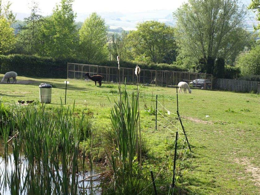 Garden and grounds | Baabara Shepherds Hut - Berehayes Holiday Cottages, Whitchurch Canonicorum