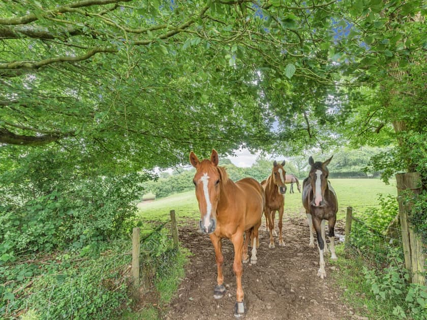 Surrounding area | Llanfair Hill Cottage, Gorsgoch