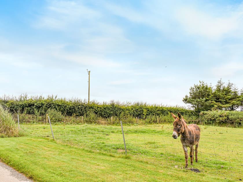 Surrounding area | Little Fern, Sourton Down, near Okehampton