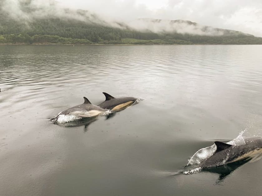 Dolpins swimming on Loch Sunart taken from the shore | An t’Abhall, Acharacle