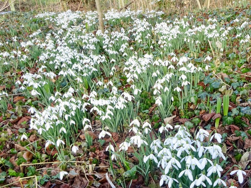 The village is full of snowdrops in february | Willowfield Cottage, Thornton-Le-Dale