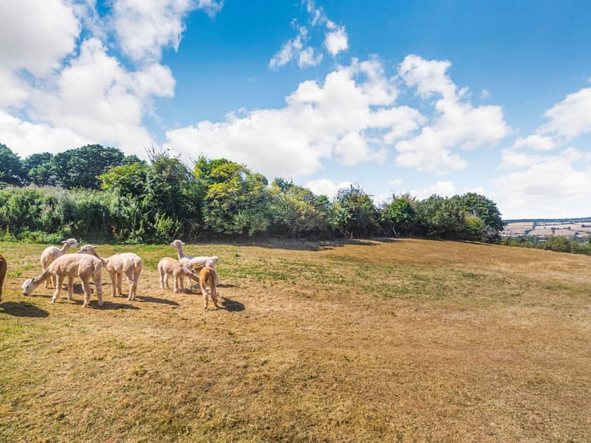 Surrounding area | New Barn Reservoir, Shaldon, near Teignmouth