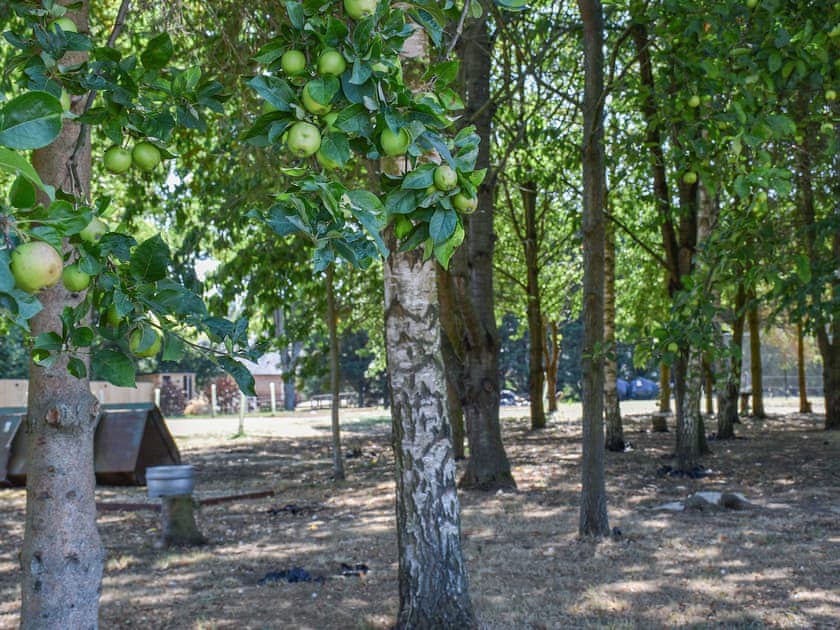 Garden and grounds | English Oak - Woodland Cottages, Halstead