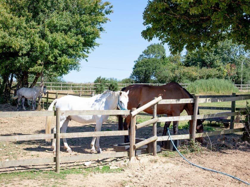 Horse Paddocks  | Four Seasons Cottage, Torrington