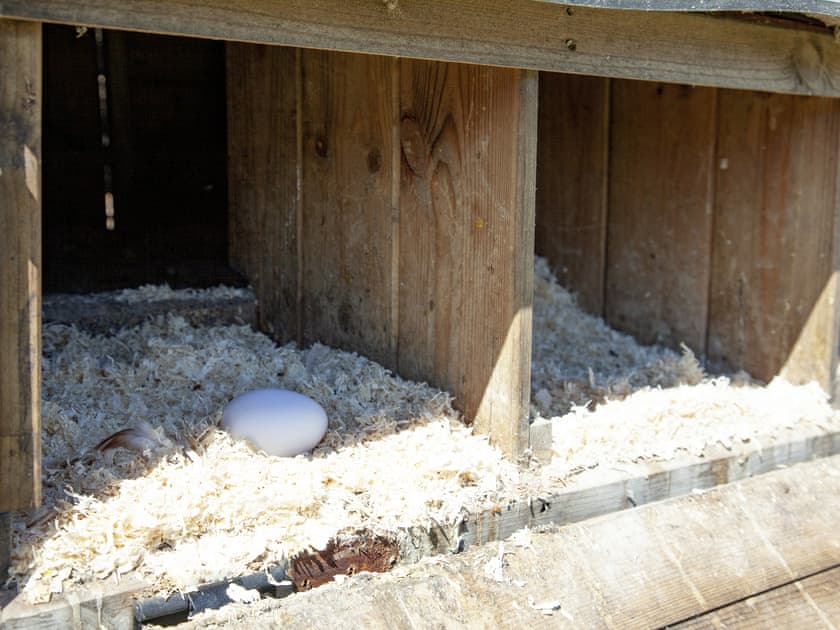 Fresh laid eggs available to collect  | Four Seasons Cottage, Torrington