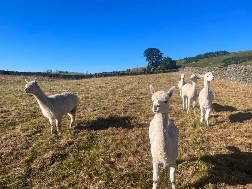We have five friendly alpacas in the Mark Close Paddock, they can even be seen from the hot tub! | Mark Close Milking Parlour, Alston