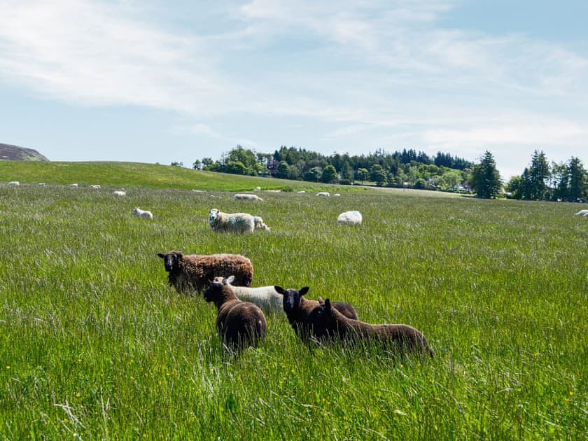 Surrounding area | Greenford Farm, Dundee