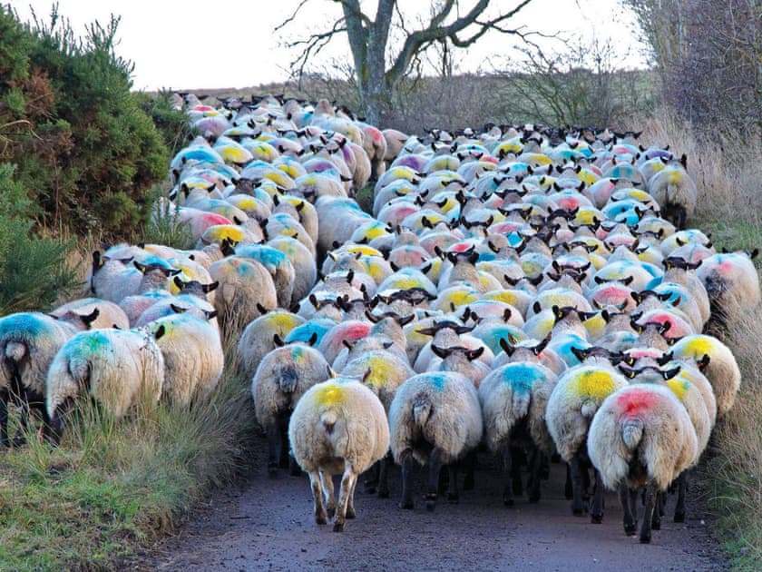 Rural traffic | Fairway View Cottage, Valley View Cottage, Beech Cottage - Copper Beech Cottages, Rothbury