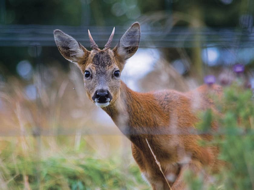 The Coquet valley is teeming with wildlife  | Fairway View Cottage, Valley View Cottage, Beech Cottage - Copper Beech Cottages, Rothbury