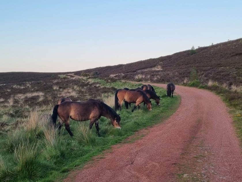 Wild ponies within 10 mins drive | Valley View Cottage, Fairway View Cottage, Beech Cottage - Copper Beech Cottages, Rothbury