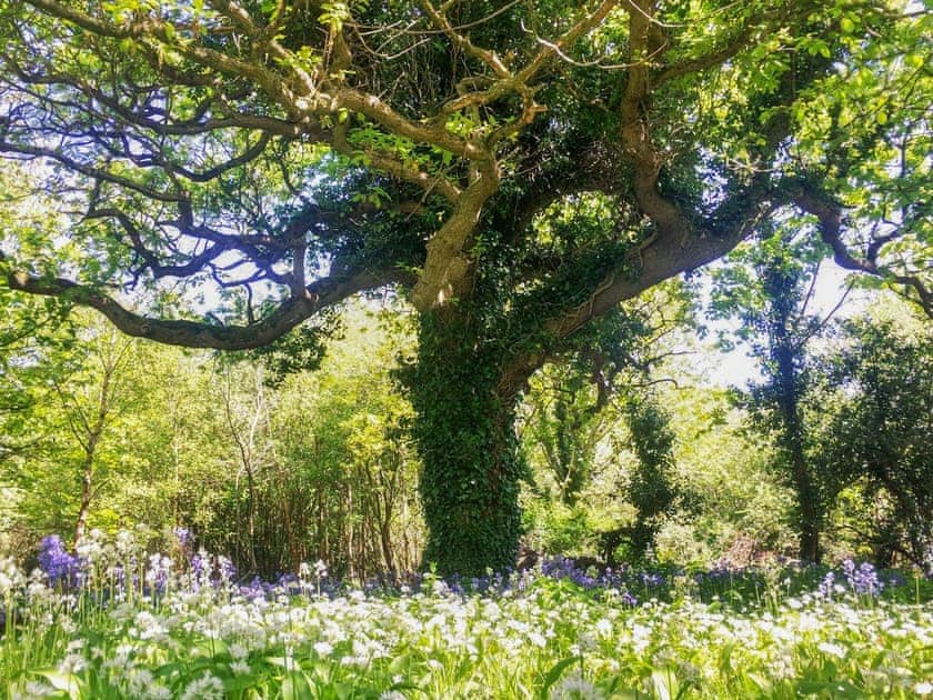 Mature oak tree within the gardens | Bumblebee Cottage - Ballavolley Cottages, Ballaugh