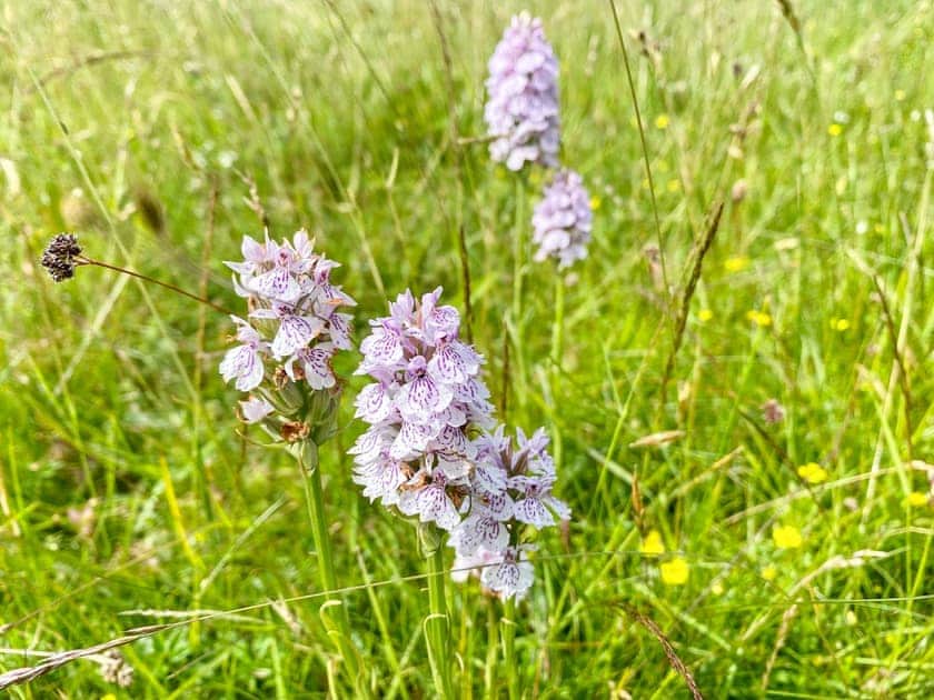 Rare orchids found within the fields | Bumblebee Cottage - Ballavolley Cottages, Ballaugh