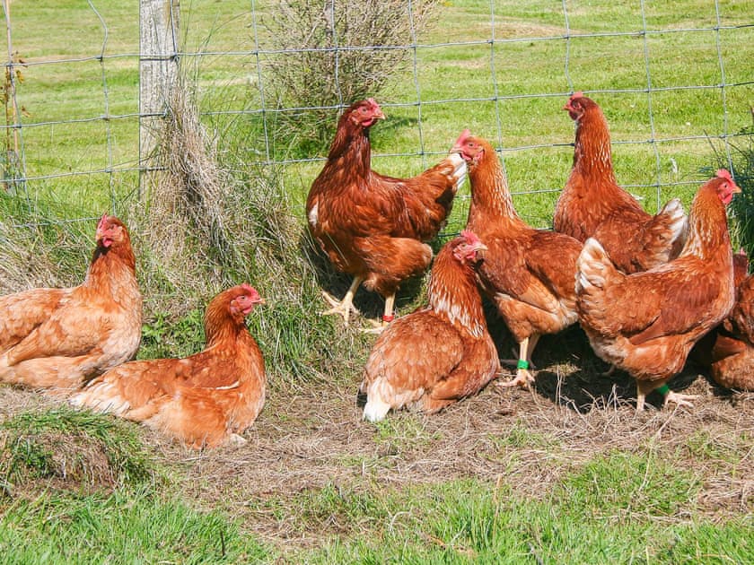 Free range hens on the croft | Lephin Cottage, Glendale, Near Dunvegan