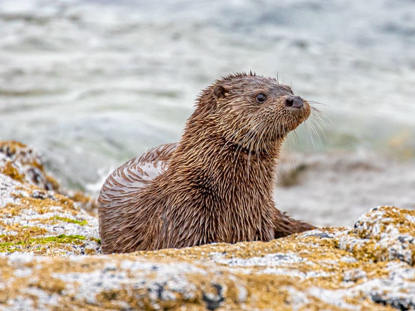 Otters can be seen in nearby Loch Pooltiel | Lephin Cottage, Glendale, Near Dunvegan