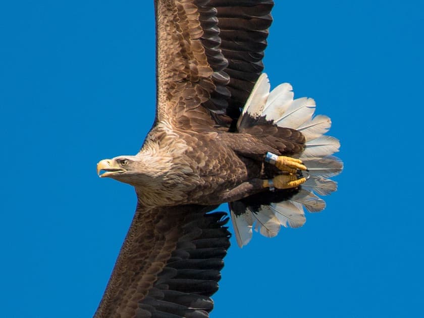 White-tailed Eagles soar over the Glen | Lephin Cottage, Glendale, Near Dunvegan