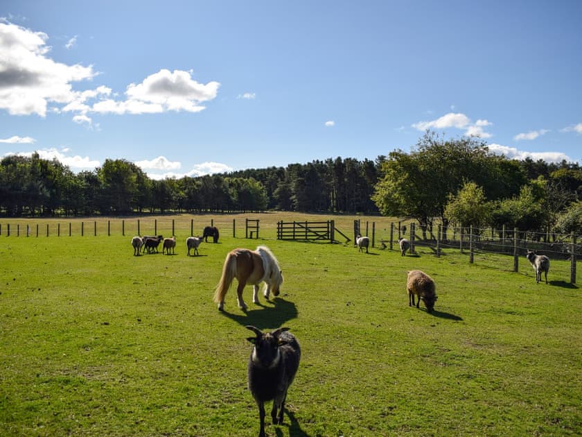 Surrounding area | The Roondie, Cupar