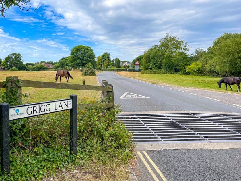 Forest Acorn is located just off Grigg Lane Brockenhurst  | Forest Acorn, Brockenhurst