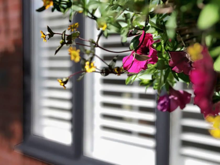 Blinds and plants | Hidden Gem, Edwinstowe