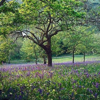 Pencreek Cottage - Tregothnan Properties, Coombe