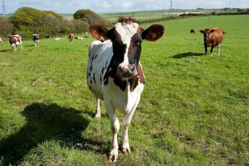 Helsett Farmhouse - Helsett Farm Cottages, Boscastle