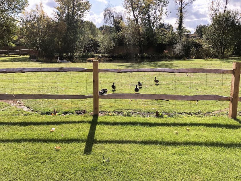 Ducks and a heron around the pond | Well Cottage, Horsham